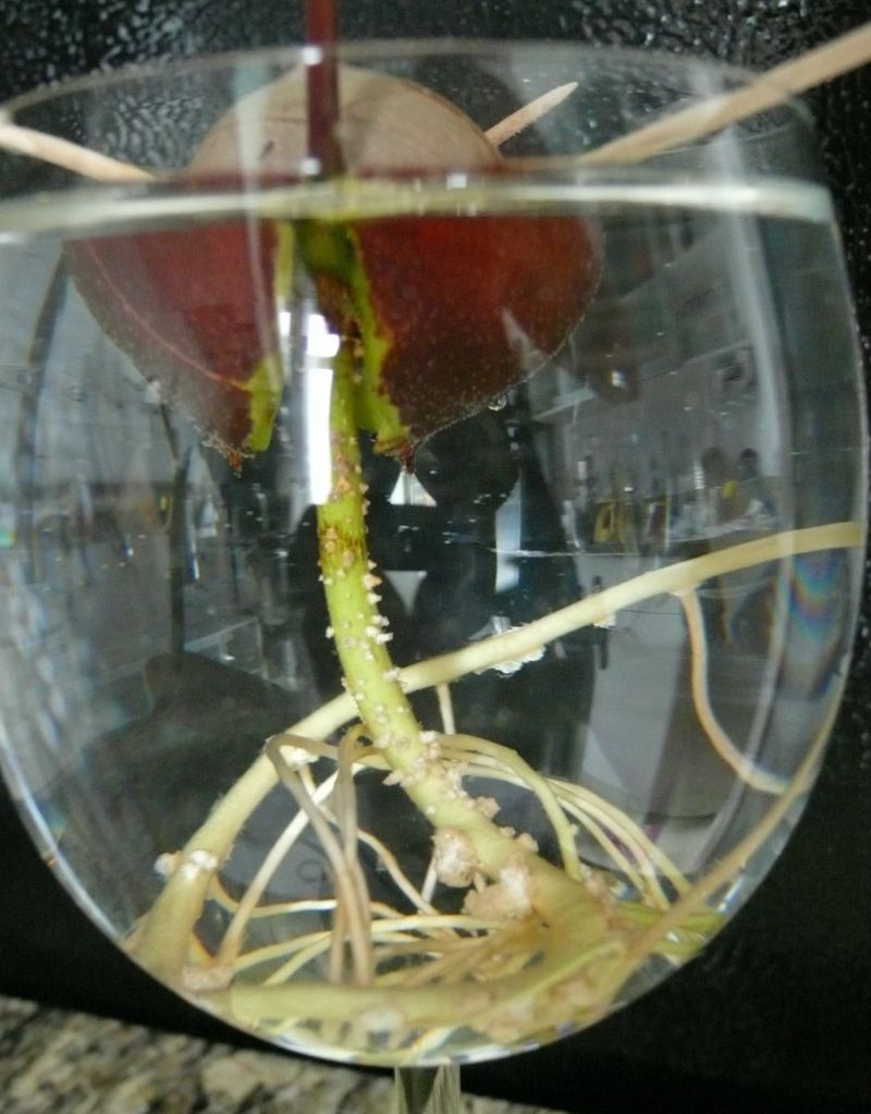 Once roots appear repot
